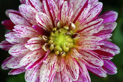 flower dahlia macro