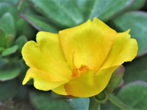 flower yellow close up