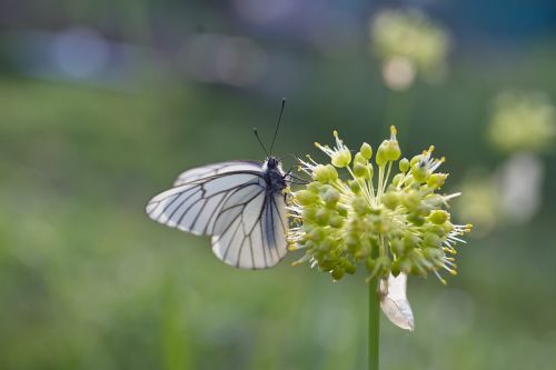 flower onion butterfly