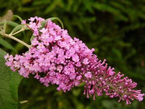 flower shrub lilac