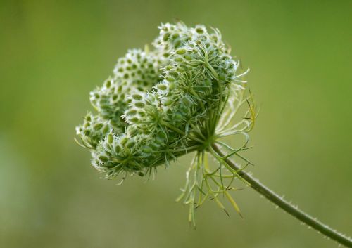 flower flowers nature