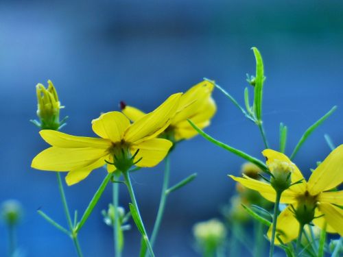 flower yellow plant