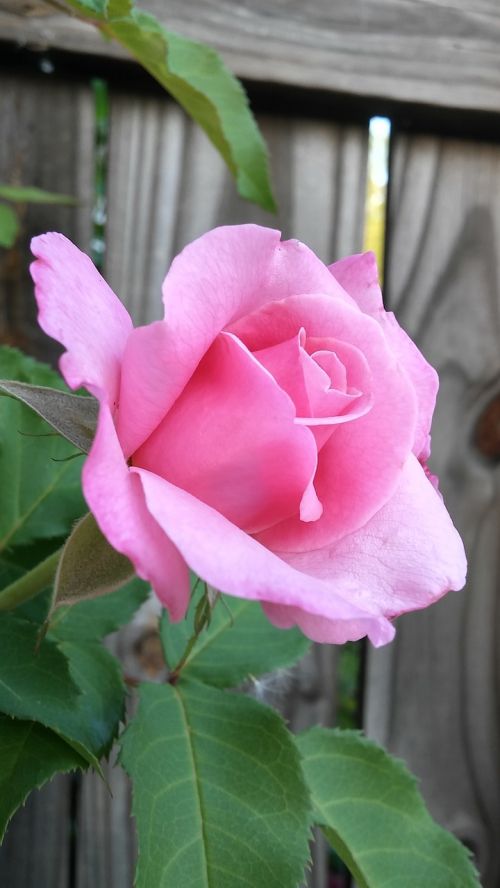 flower pink rose blurry wood fence background