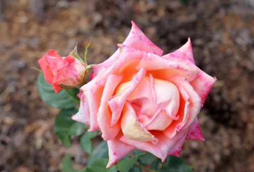 flower pink rose full bloom