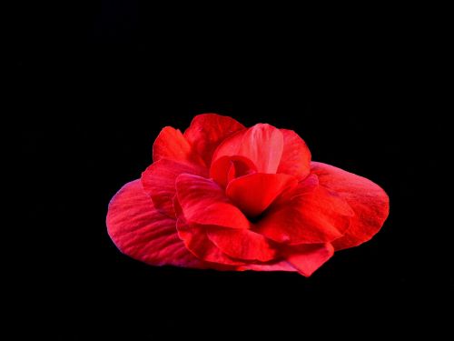 flower red detail of the flower