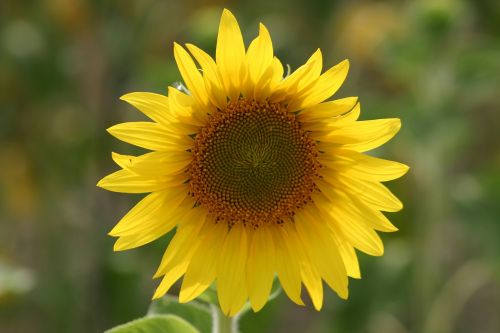 flower sunflower wildflower