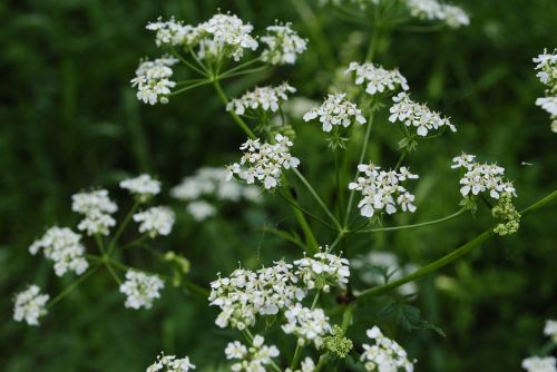 flower foliage flowers