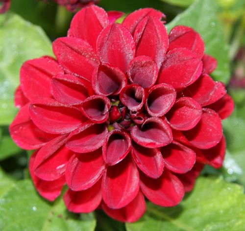 flower plant red