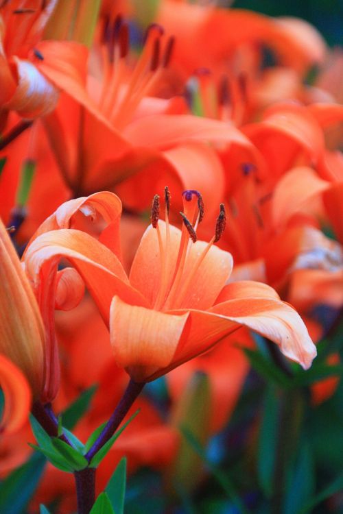 flower orange