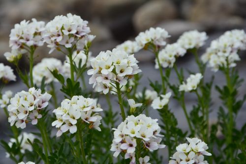 flower nature macro