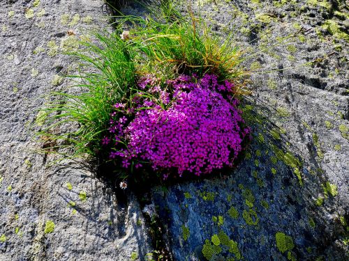 flower plant nature