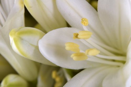 flower stamp stamens