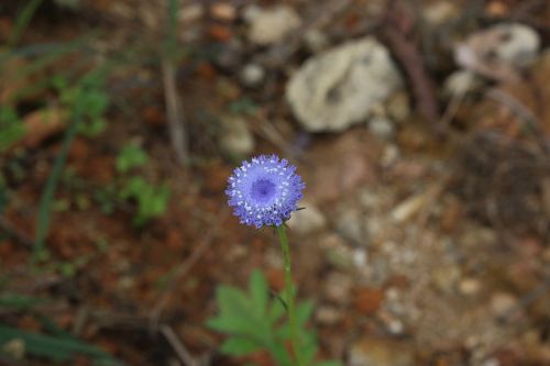 flower violet natural
