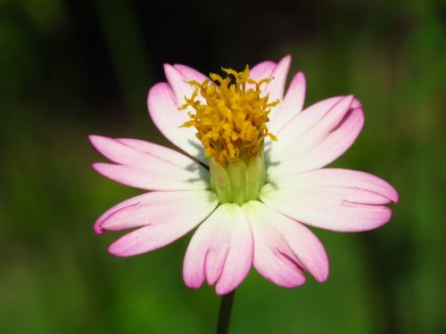 flower fresh close up