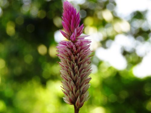 flower zoom close up