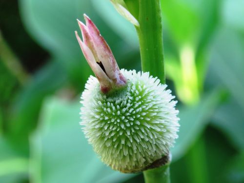 flower green macro