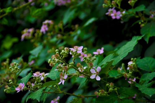 flower leaves greens