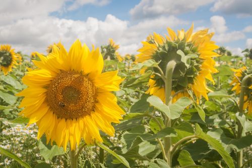 flower sun flower blossom