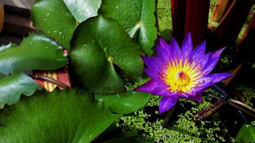 flower lotus pond