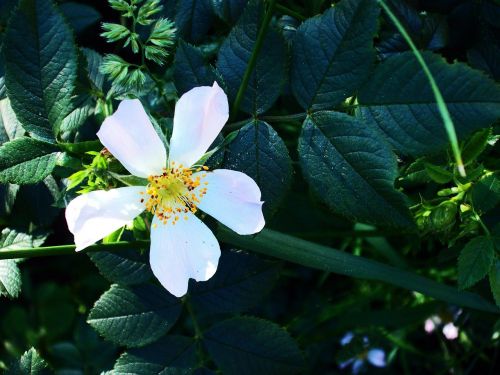 flower spring nature