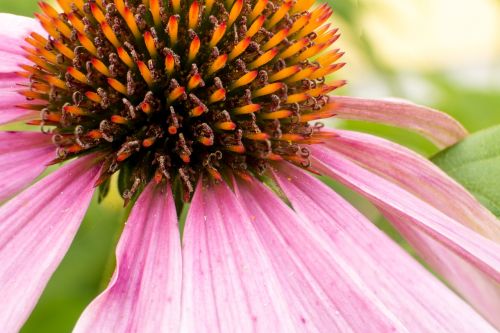 flower purple nature