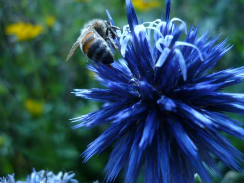 flower blue bee