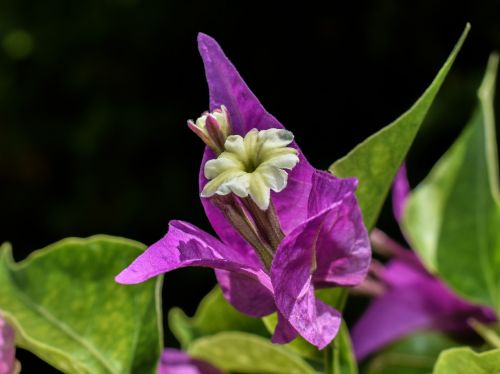 flower purple nature