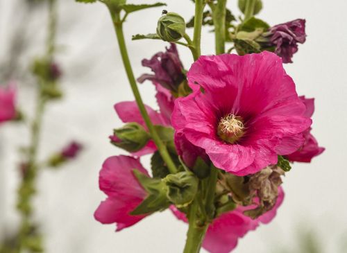 flower malva closeup