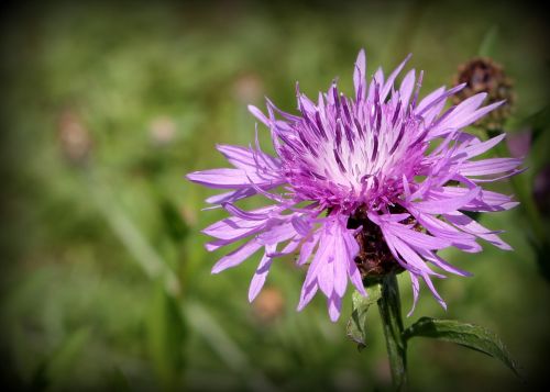 flower purple nature