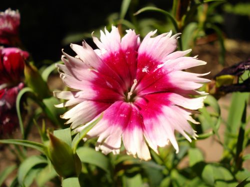 flower macro rosa