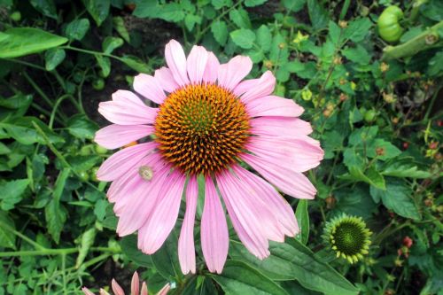 flower garden a garden plant