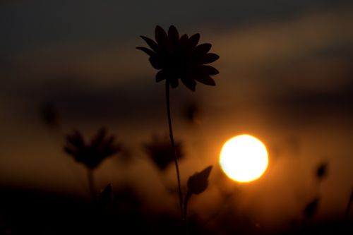 flower shadows sunset