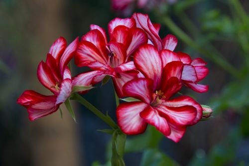 flower geranium red flower