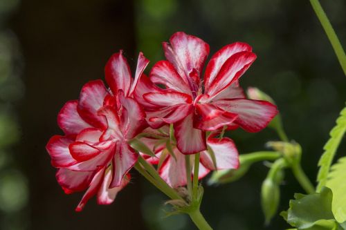 flower geranium red flower