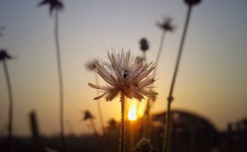 flower sunrise nature