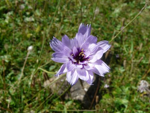 flower nature mountain