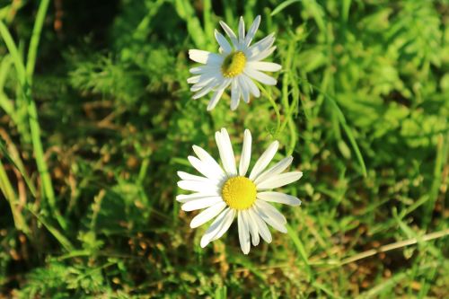 flower dandelion plant