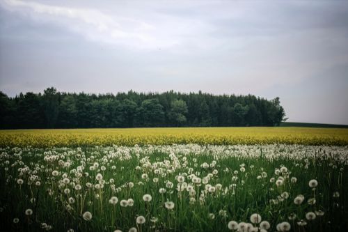 flower field garden