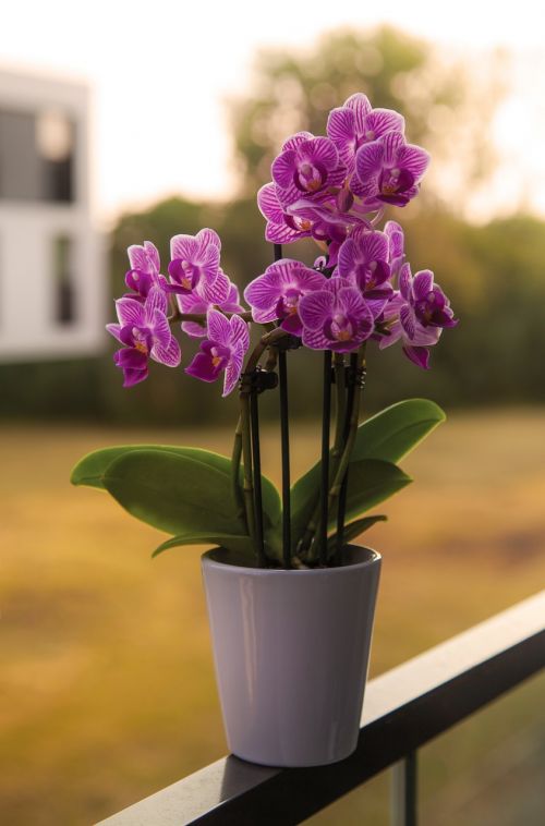 flower flower pot purple