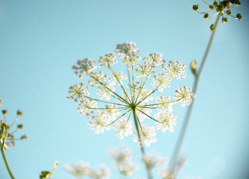 flower nature plant