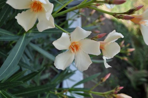 flower plant close