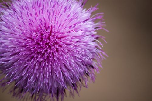 flower plant nature