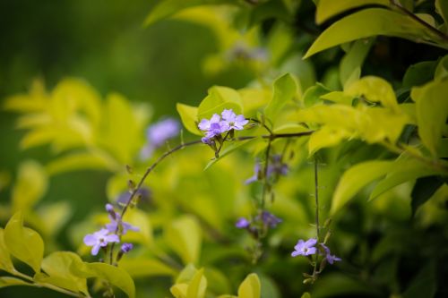 flower tiny flower nature