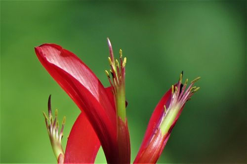 flower red close up