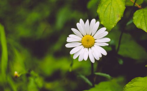 flower nature plant