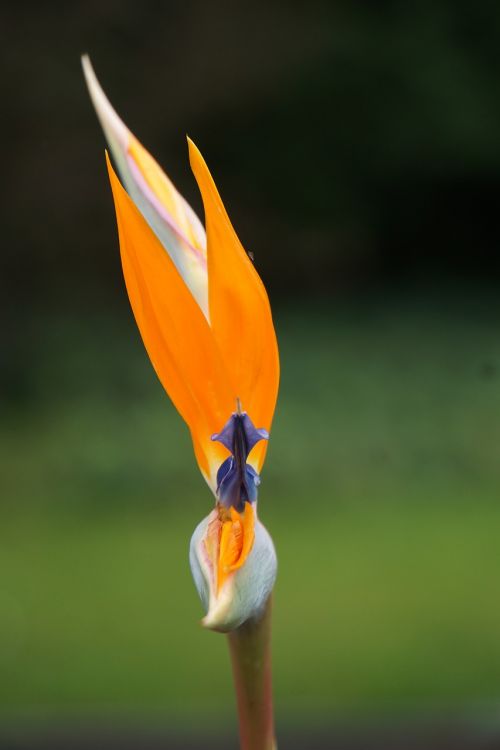 flower paradise flower orange