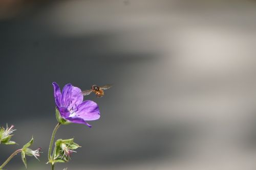 flower bee pollination