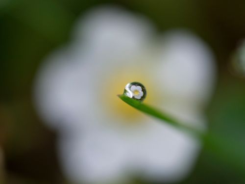 flower blur water