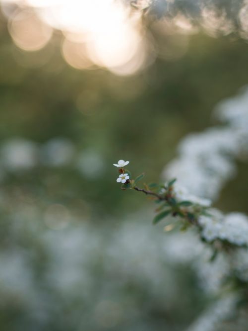 flower bloom petal