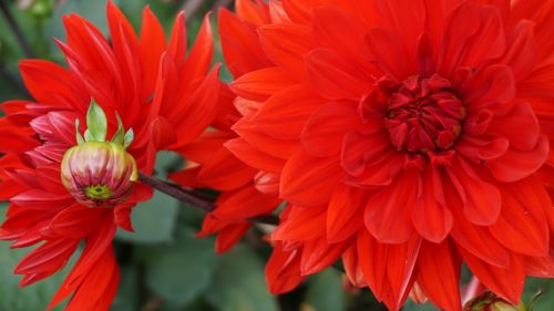 flower red nature